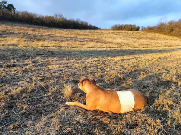 Aéla, femelle croisée berger, née le 15/06/2025 🐶