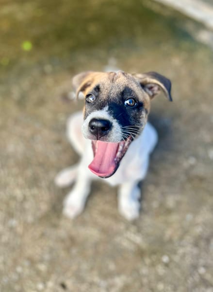 Sienna, femelle croisée berger, née le 27/10/2025 🤍