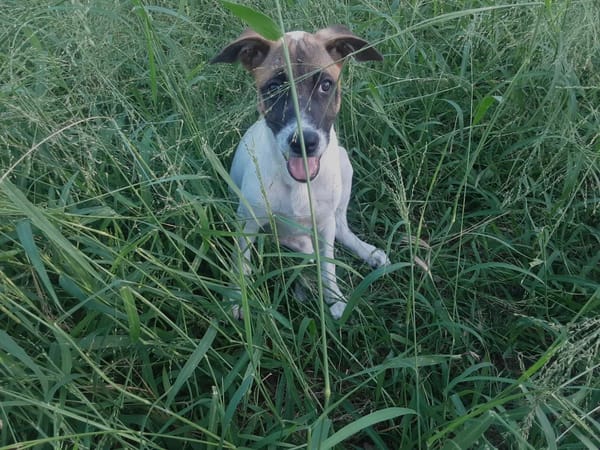 Sienna, femelle croisée berger, née le 27/10/2025 🤍