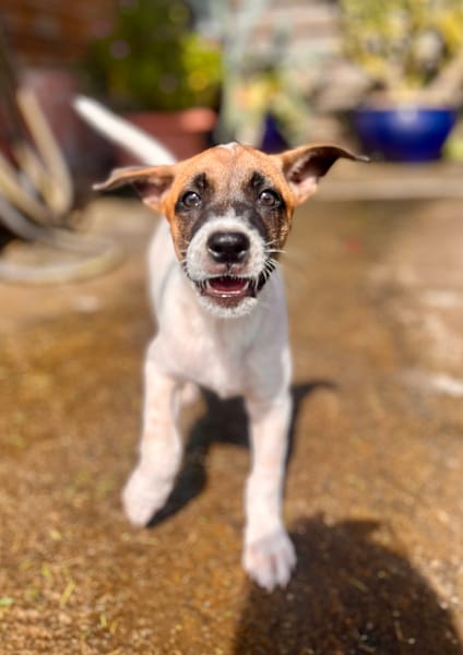 Sienna, femelle croisée berger, née le 27/10/2025 🤍