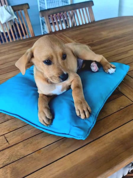 Saphir, mâle croisé berger créole, né le 28/11/2025 🤍