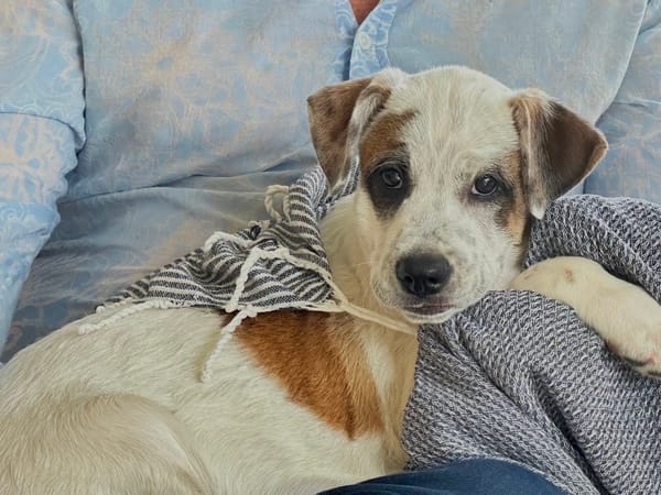 Radki, mâle croisé berger, né le 01/11/2025 🤍