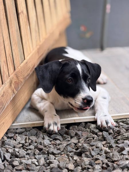 Omaïa, femelle, x border collie, née le 20/10/2025