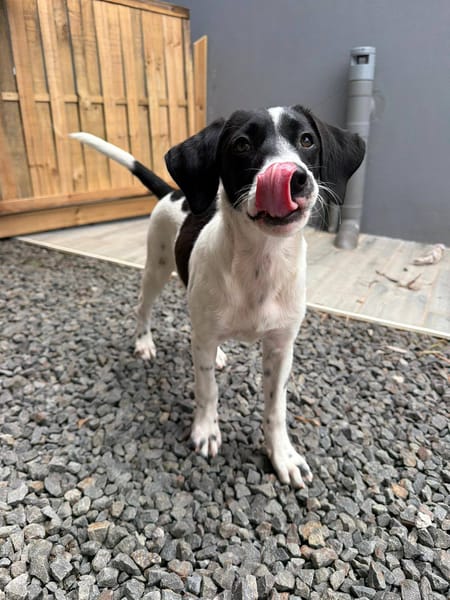 Omaïa, femelle, x border collie, née le 20/10/2025