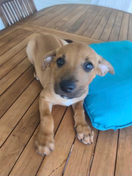 Marilu, femelle croisée berger créole, née le 28/11/2025 🤍