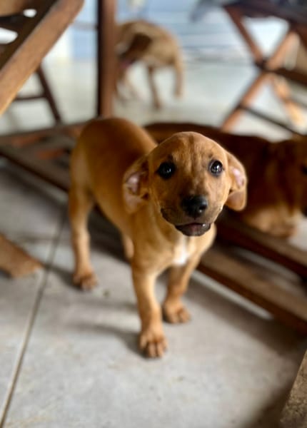 Marilu, femelle croisée berger créole, née le 28/11/2025 🤍