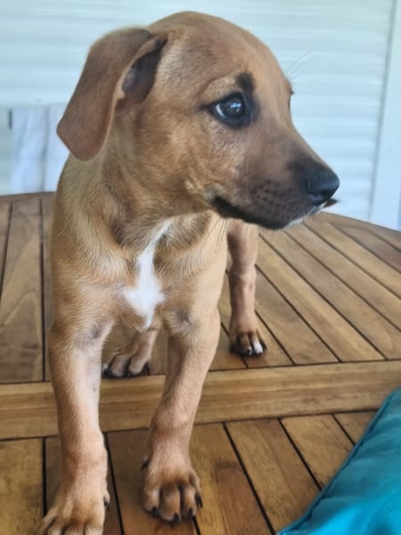 Marilu, femelle croisée berger créole, née le 28/11/2025 🤍