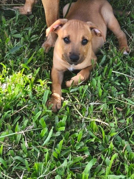 Marilu, femelle croisée berger créole, née le 28/11/2025 🤍