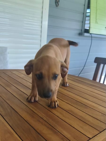 Marilu, femelle croisée berger créole, née le 28/11/2025 🤍