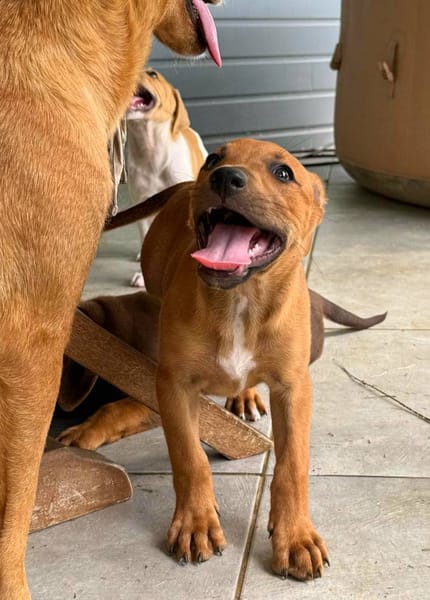 Marilu, femelle croisée berger créole, née le 28/11/2025 🤍