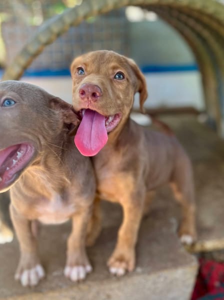 Jagger, mâle croisé berger, né le 05/12/2025