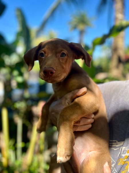 Jagger, mâle croisé berger, né le 05/12/2025