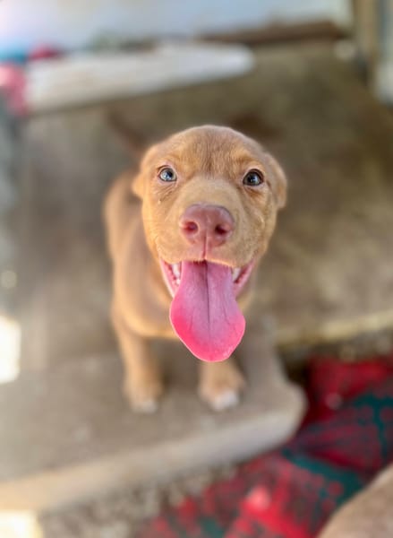 Jagger, mâle croisé berger, né le 05/12/2025