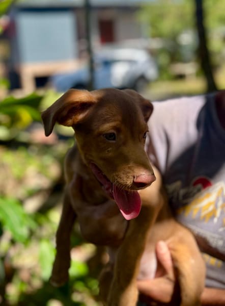 Jagger, mâle croisé berger, né le 05/12/2025