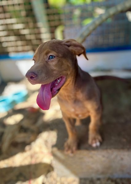 Jagger, mâle croisé berger, né le 05/12/2025