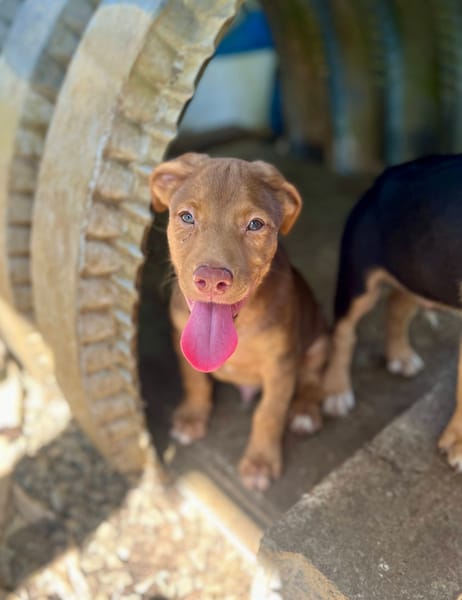 Jagger, mâle croisé berger, né le 05/12/2025