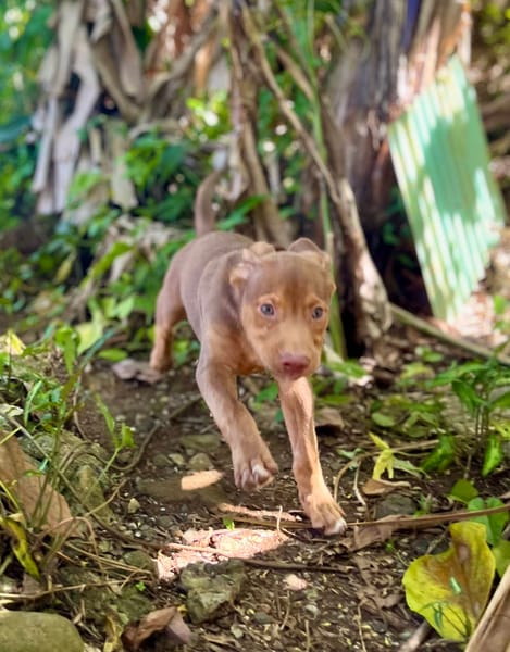Jagger, mâle croisé berger, né le 05/12/2025