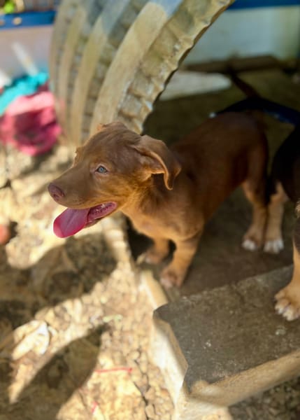 Jagger, mâle croisé berger, né le 05/12/2025