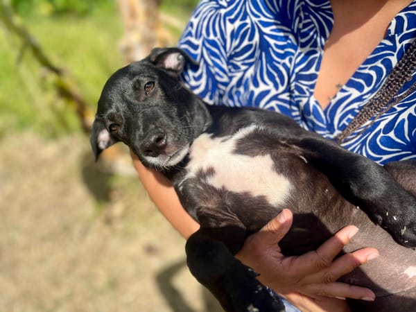 Isis, femelle croisée berger, née le 06/11/2025 🤍