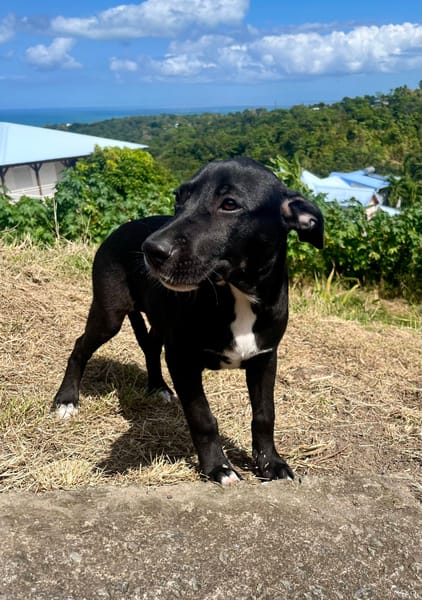 Isis, femelle croisée berger, née le 06/11/2025 🤍