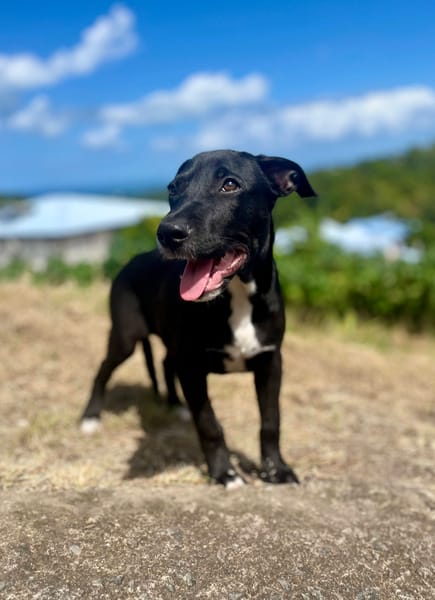 Isis, femelle croisée berger, née le 06/11/2025 🤍