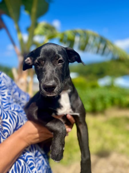 Isis, femelle croisée berger, née le 06/11/2025 🤍