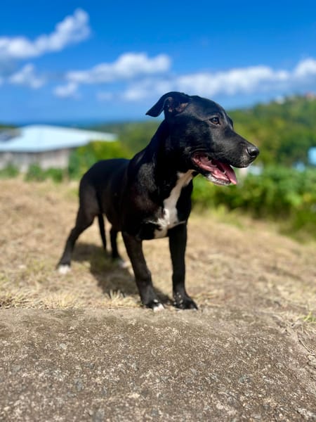 Isis, femelle croisée berger, née le 06/11/2025 🤍