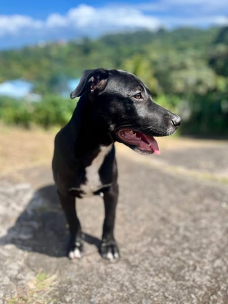 Isis, femelle croisée berger, née le 06/11/2025 🤍