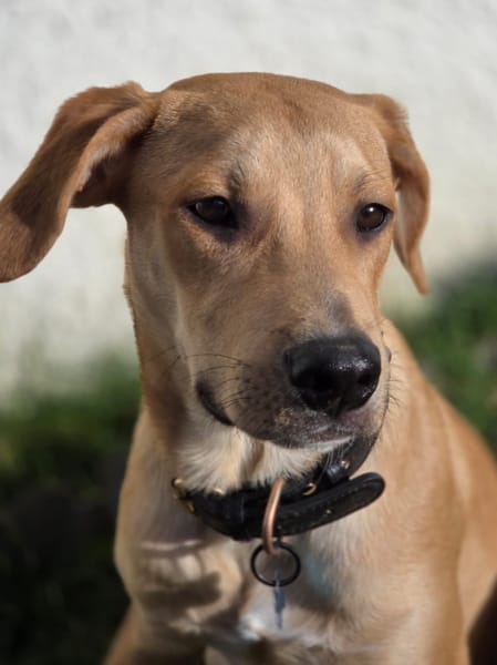 Carignan, mâle X berger né le 14/07/2025