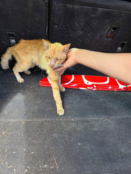 Aladin chat adulte  roux