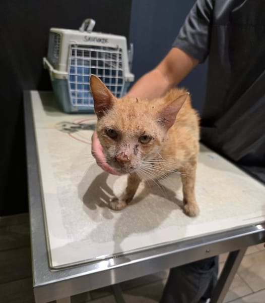 Aladin chat adulte  roux