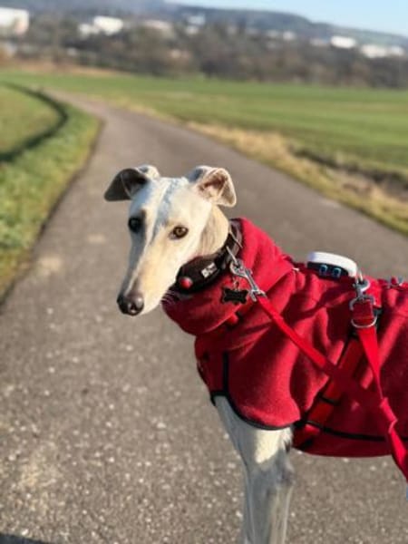 Romeo10 sucht ein Zuhause