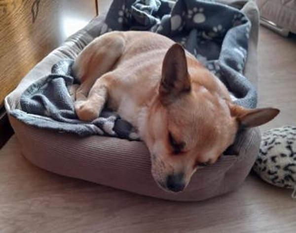 Chico10 sucht ein Zuhause