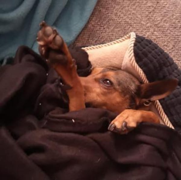 Cane1 sucht ein Zuhause