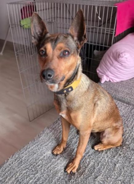 Cane1 sucht ein Zuhause