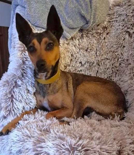 Cane1 sucht ein Zuhause