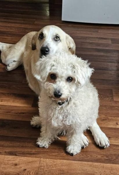 Leo sucht ein hundeerfahrenes Zuhause!