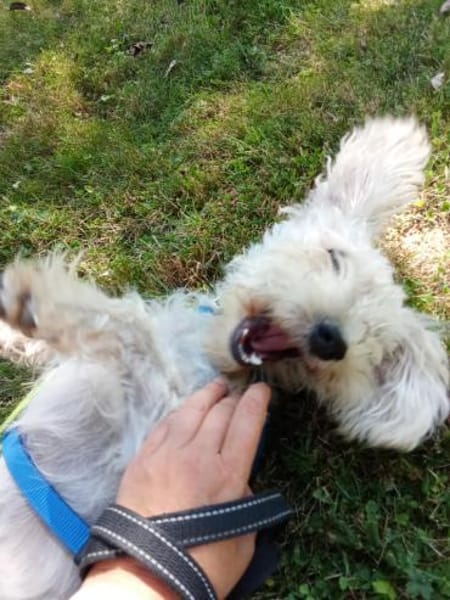 Leo sucht ein hundeerfahrenes Zuhause!