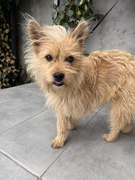 Leo  7 kg , sucht sein Für-immer-Zuhause