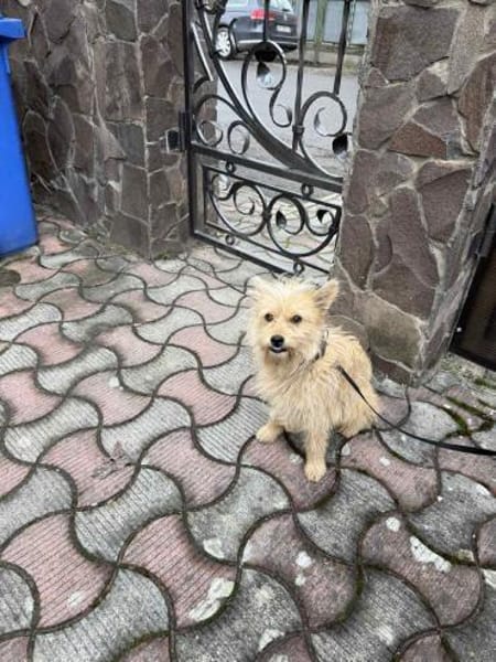 Leo  7 kg , sucht sein Für-immer-Zuhause