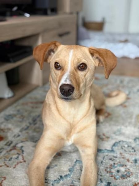 mittelgroße Hündin, Kiani in Berlin