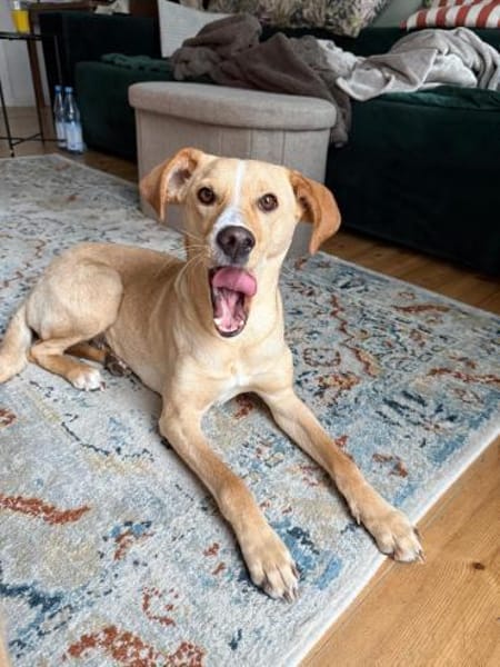 mittelgroße Hündin, Kiani in Berlin