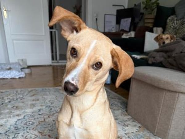 mittelgroße Hündin, Kiani in Berlin