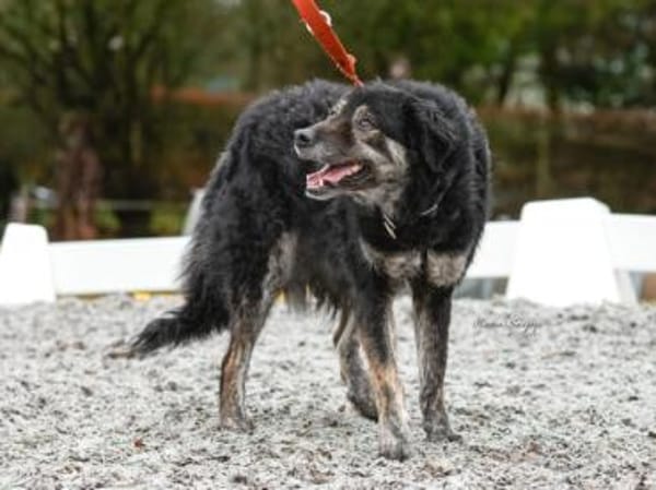 Bonnie wünscht sich ein Zuhause