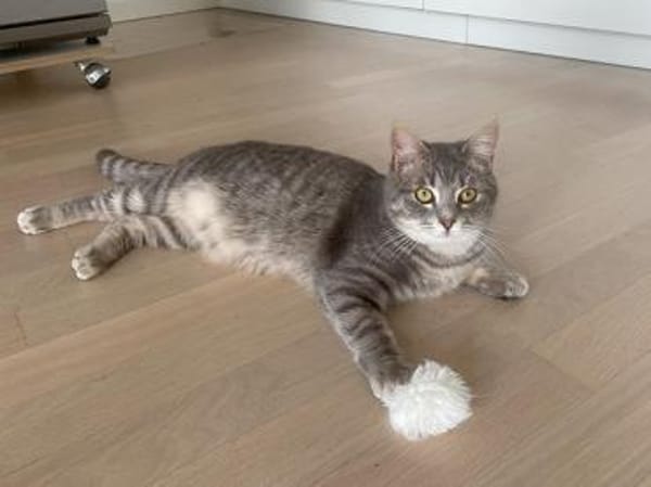 Cielo wünscht sich liebe Menschen