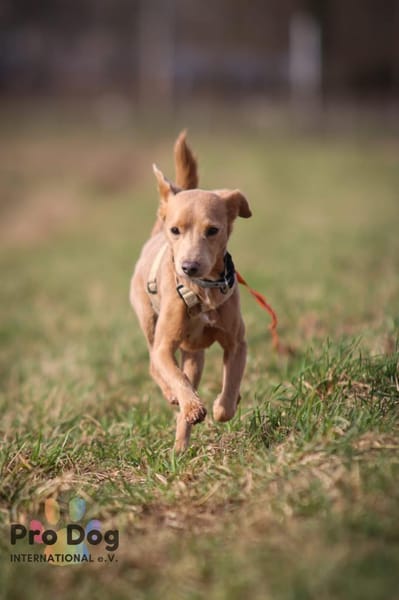 Oscar - ein kleiner Notfall sucht Dich