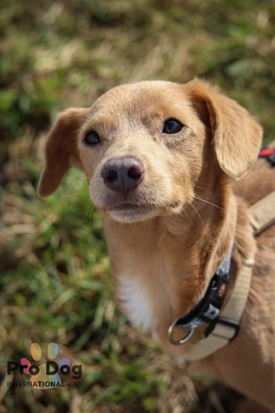 Oscar - ein kleiner Notfall sucht Dich