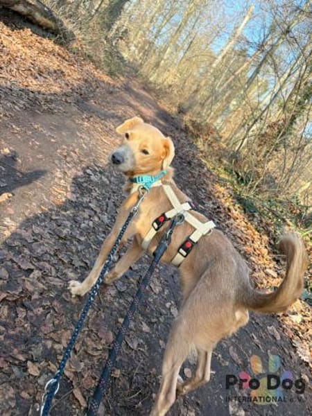 Oscar - ein kleiner Notfall sucht Dich