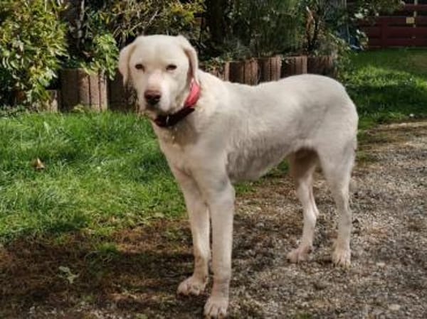 Chopper sucht sein Traumzuhause