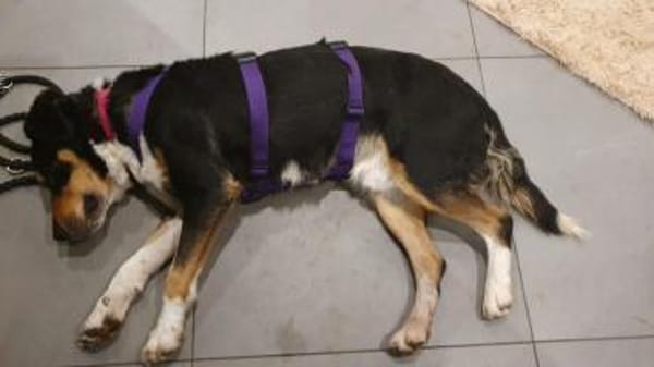 Aktiver Senior Maik1 sucht ein Zuhause